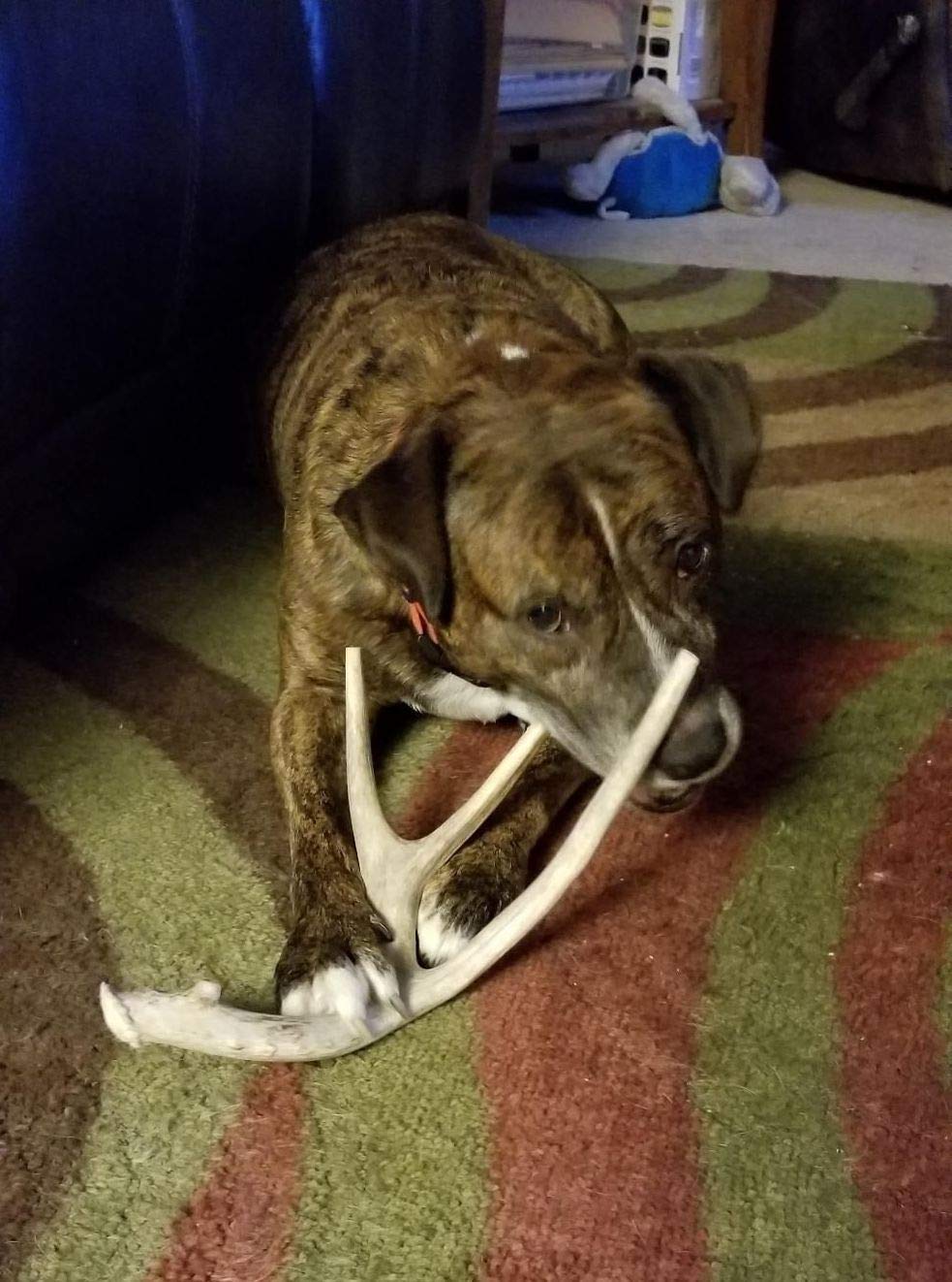 Big Dog Antler Chews XL indoor chew no mess on floors
