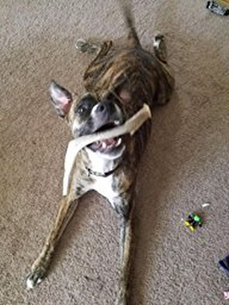 Big Dog Antler Chews XL ultra-durable chew for aggressive chewers