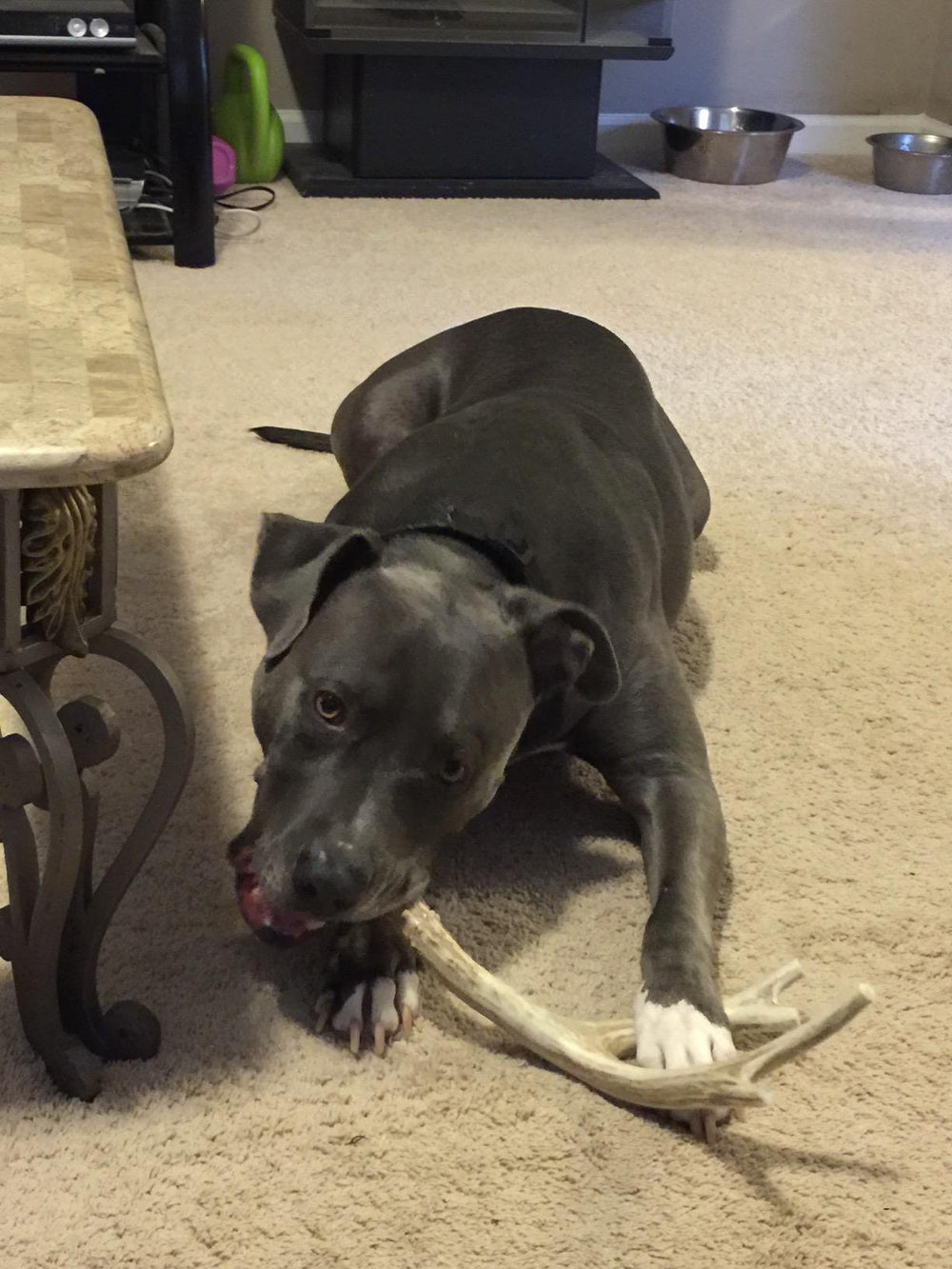 Big Dog Antler Chews XL wild deer-sourced antler with natural minerals