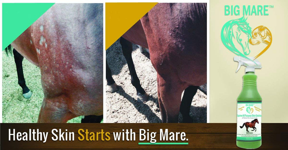 Big Mare horse bites and skin issues closeup for versatile care.