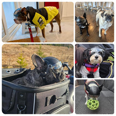 Billionchains dog helmet drop-down visor close-up shows UV protection.