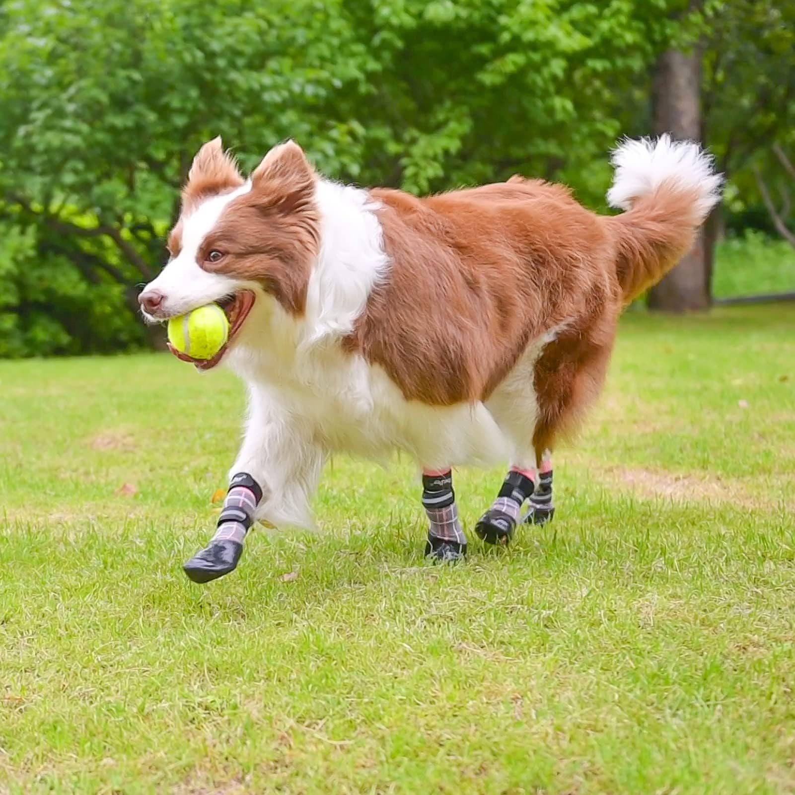 BINGPET anti-slip dog socks on wood floor demonstrating slip prevention and grip.