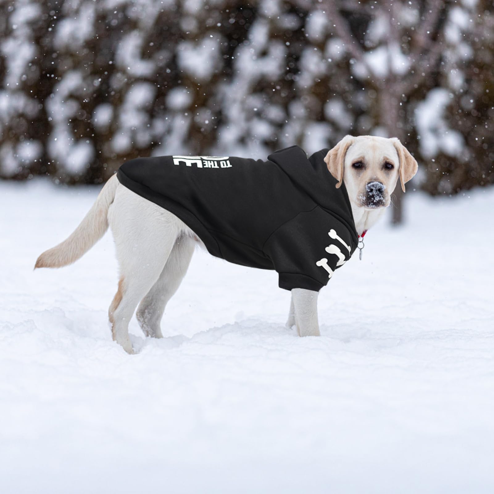 BINGPET Bad to the Bone design adds bold style while keeping pets cozy.