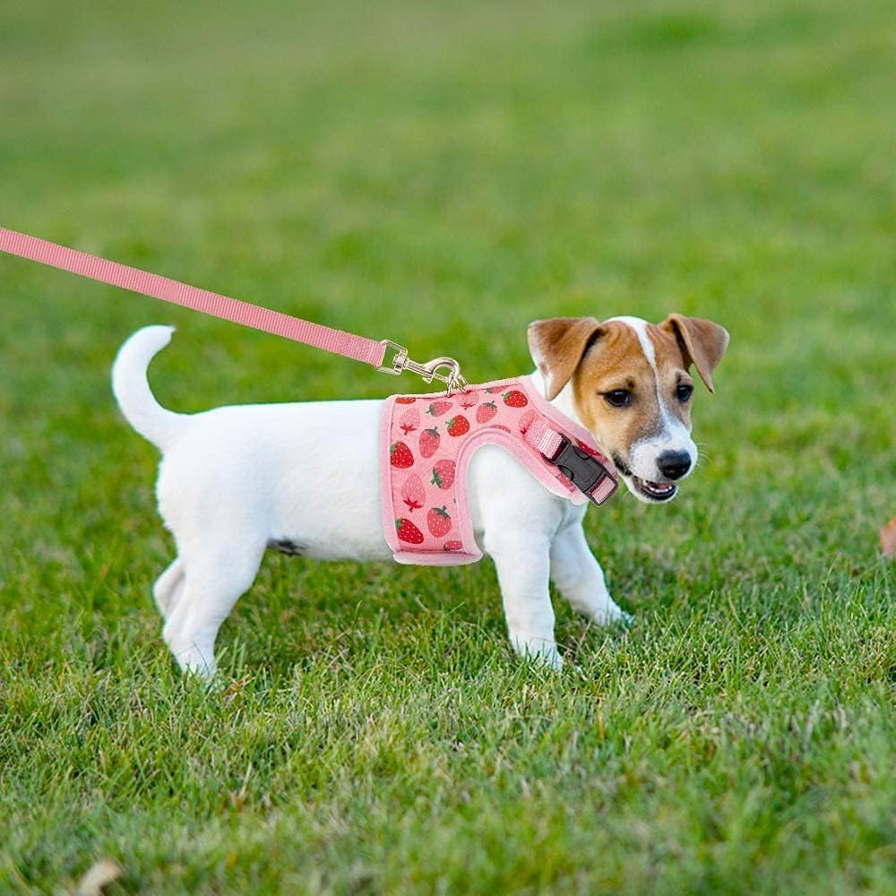 BINGPET cat harness with leash set includes a matching leash.