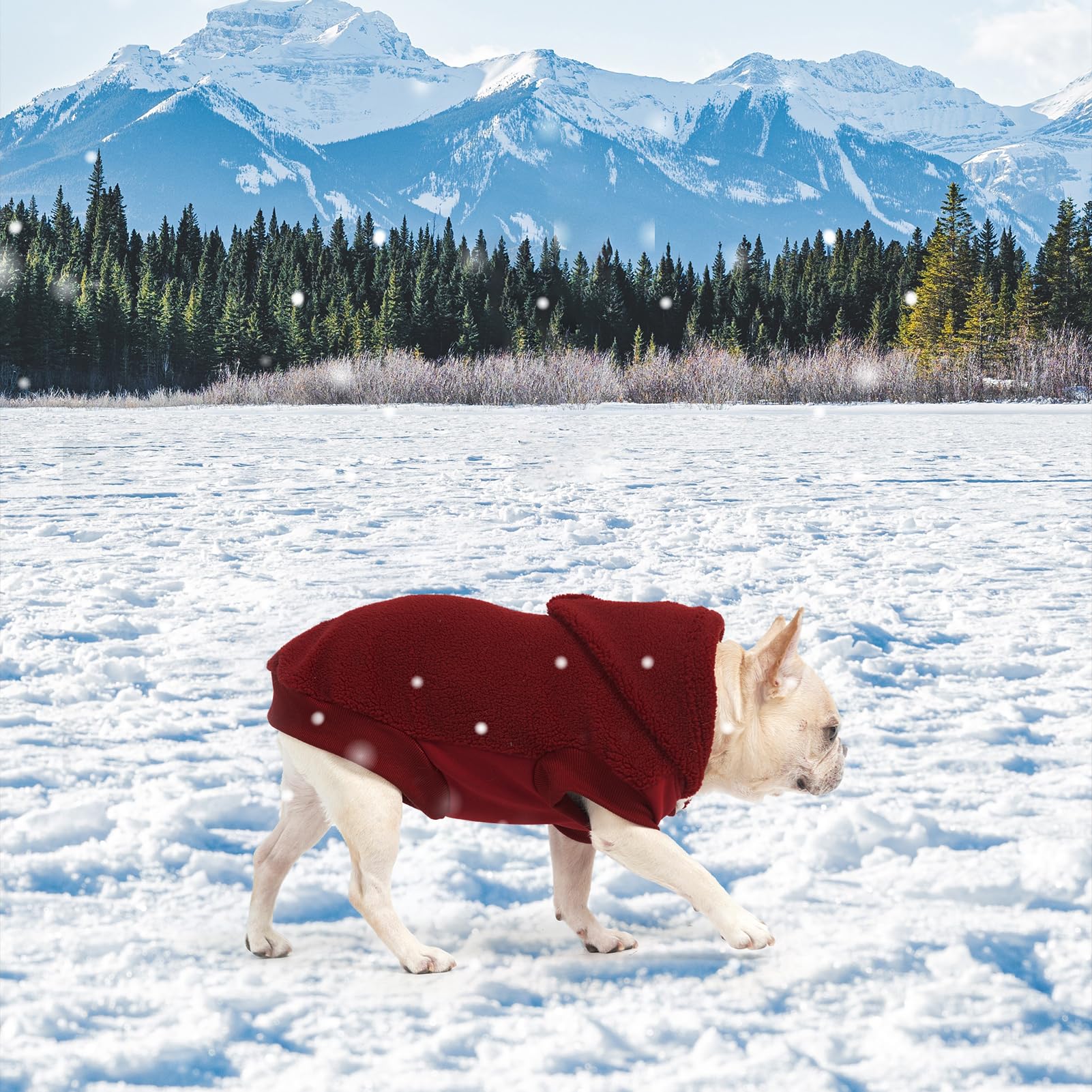 BINGPET dog hoodie red model shot highlighting cozy indoor wear.