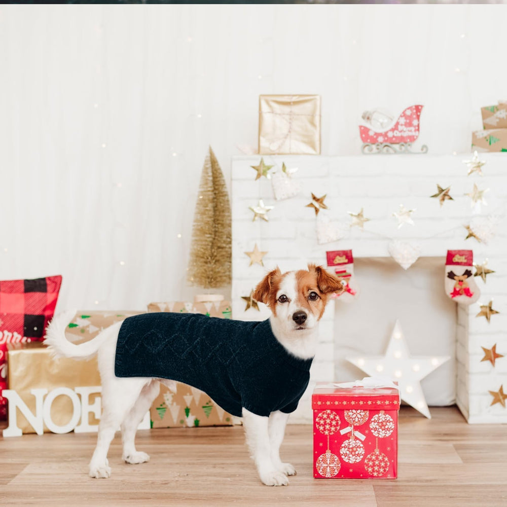 BINGPET dog sweater model wear demonstrates everyday cold-weather comfort