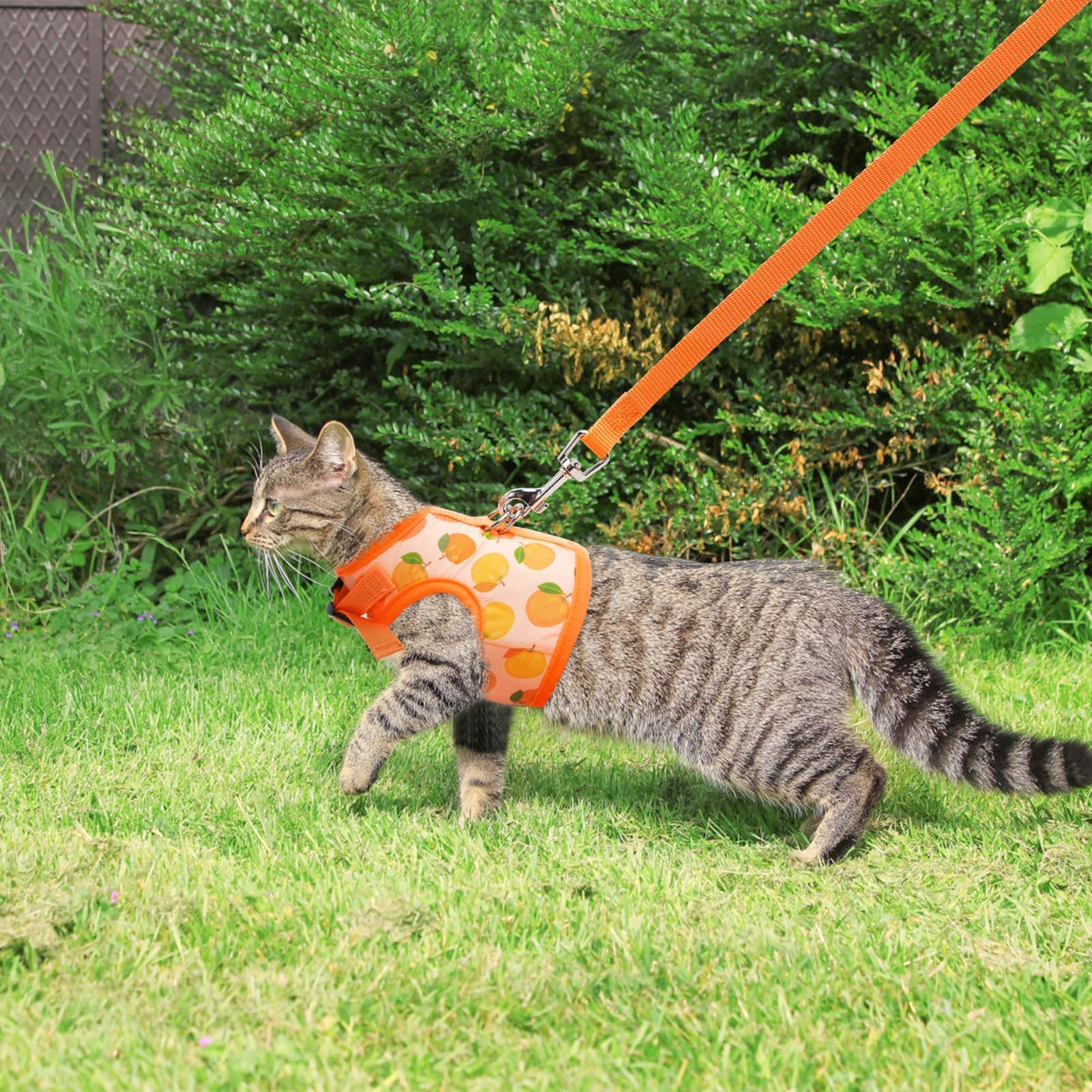 BINGPET double D-ring design enhances secure leash attachment during walks