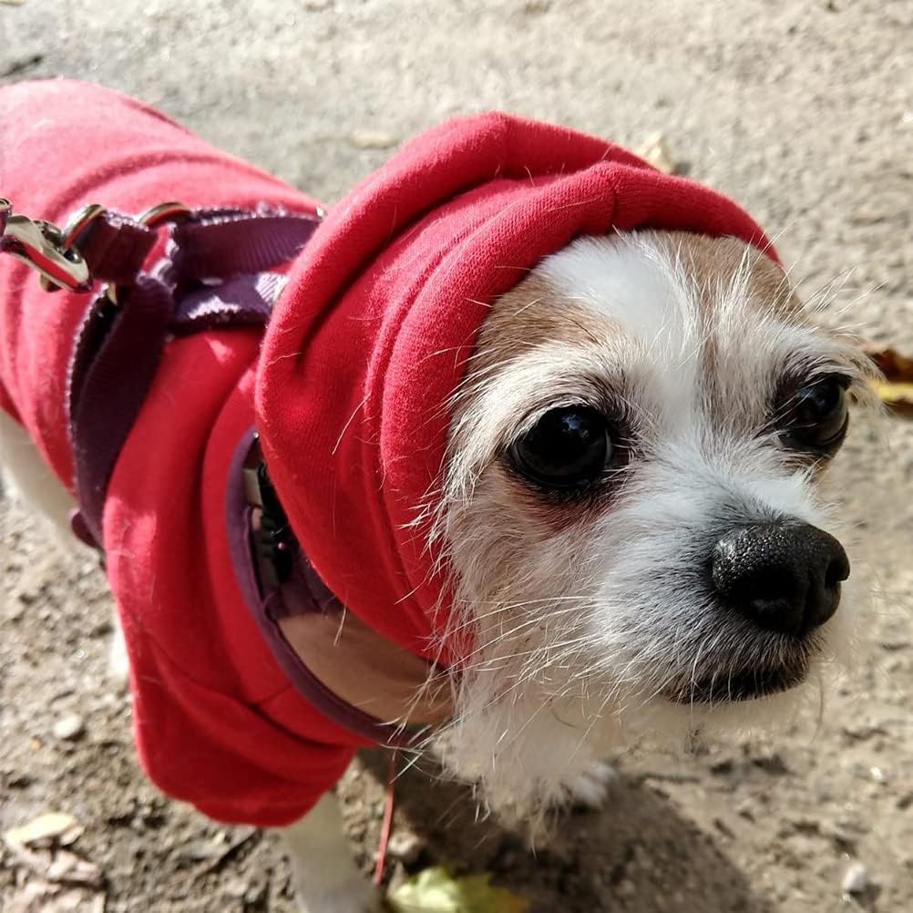 BINGPET estilo y confort para perro o gato.