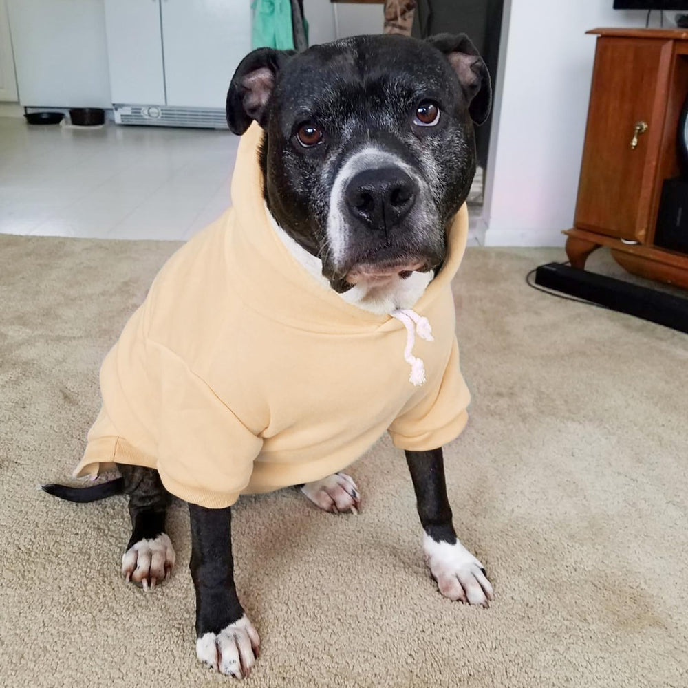 BINGPET sudadera, etiqueta de talla visible, ayuda a elegir la medida adecuada.