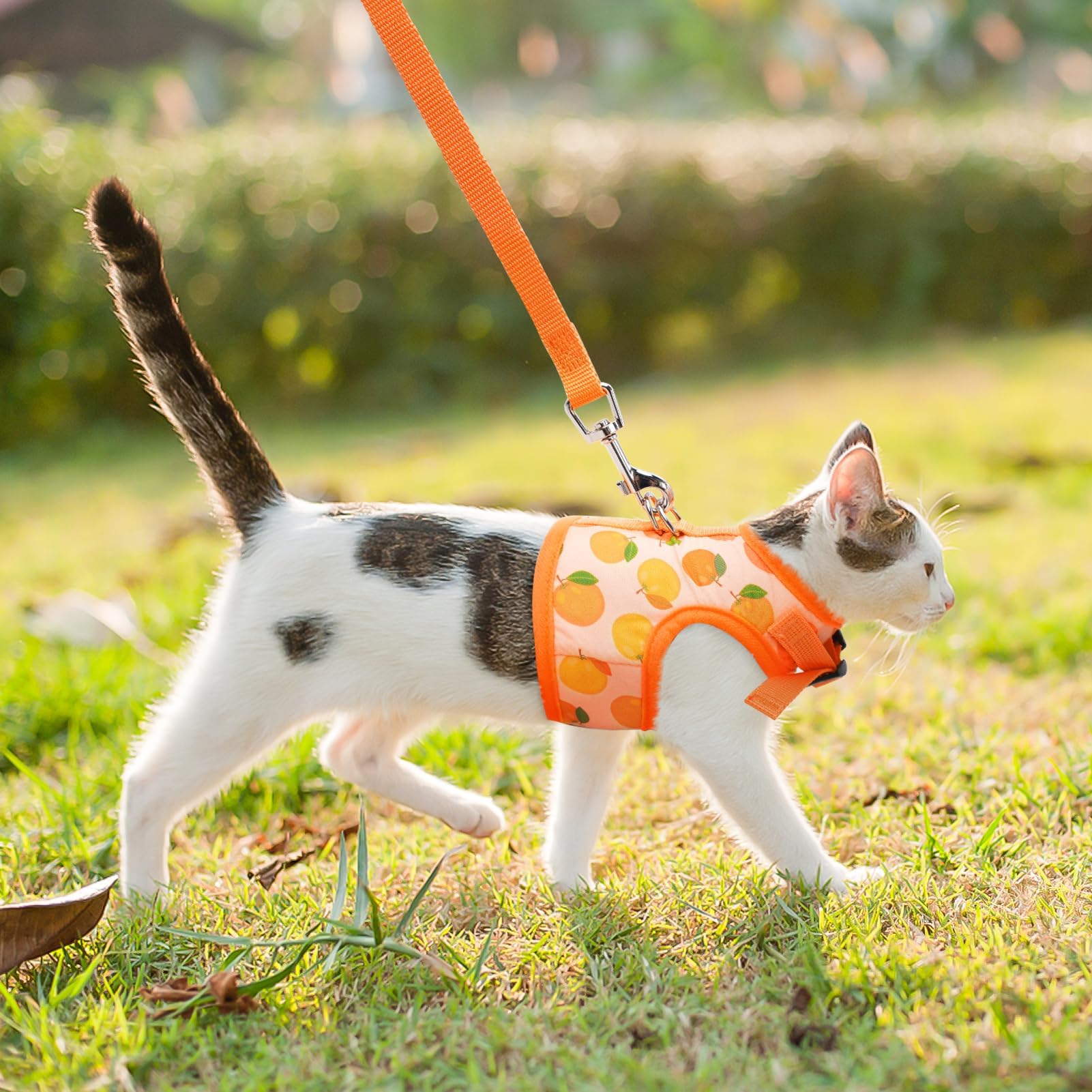 BINGPET quick-release buckle assists easy wearing and wriggle prevention