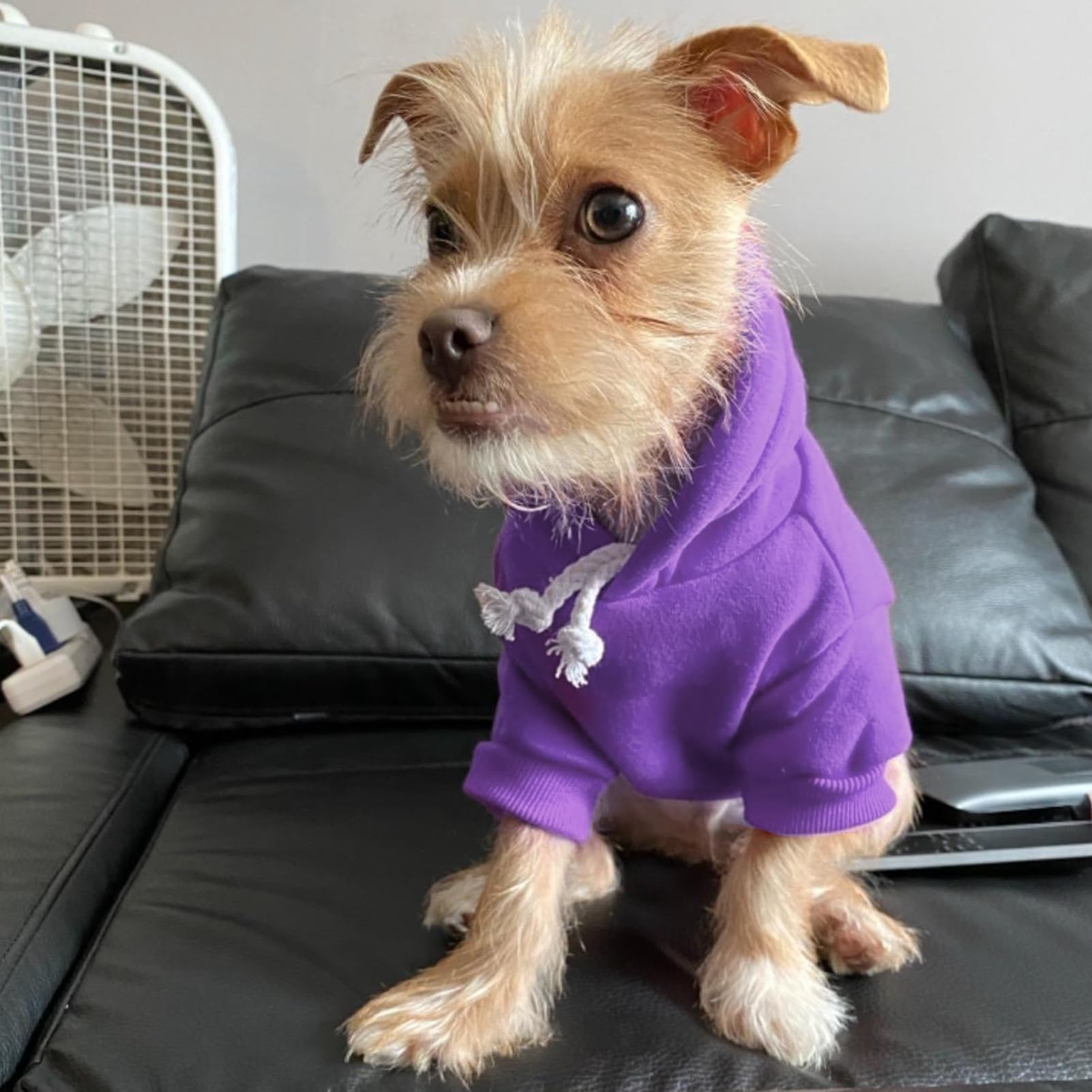 BINGPET size chart highlights fit options for small to large pets