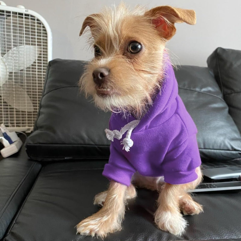 BINGPET size chart highlights fit options for small to large pets