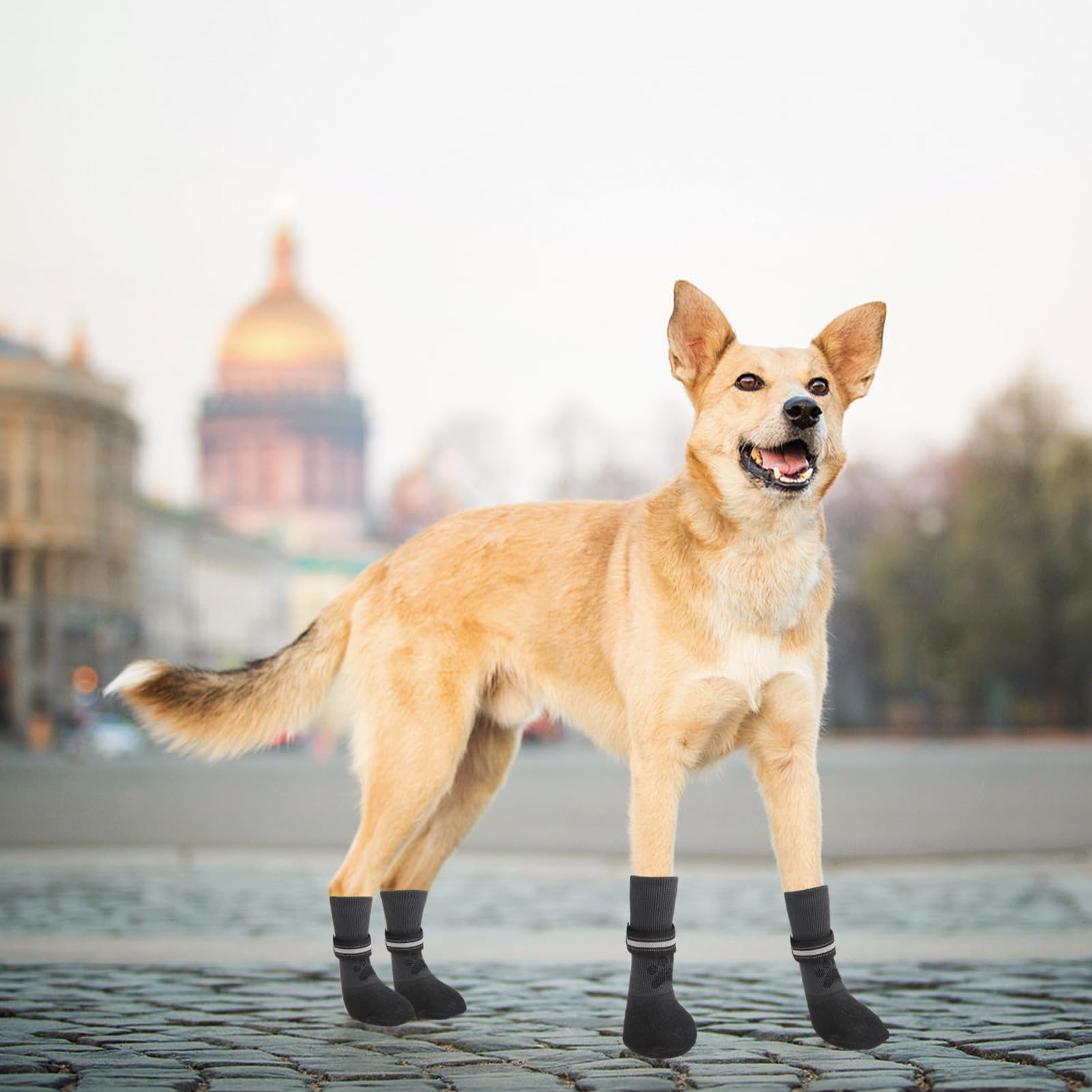 BINGPET size guide helps measure paws for the right fit