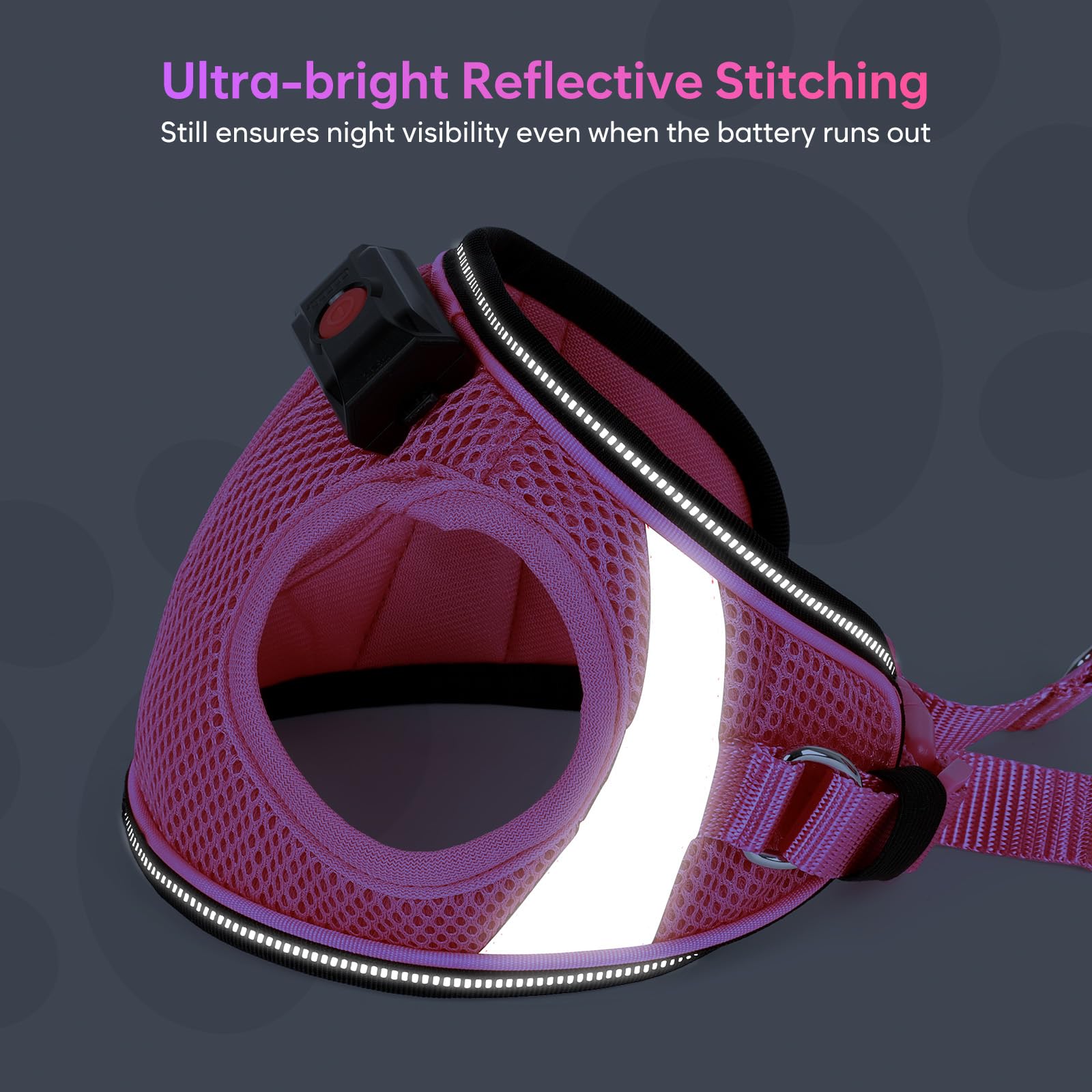 BiPawTi reflective strips on harness shine under headlights for nocturnal safety