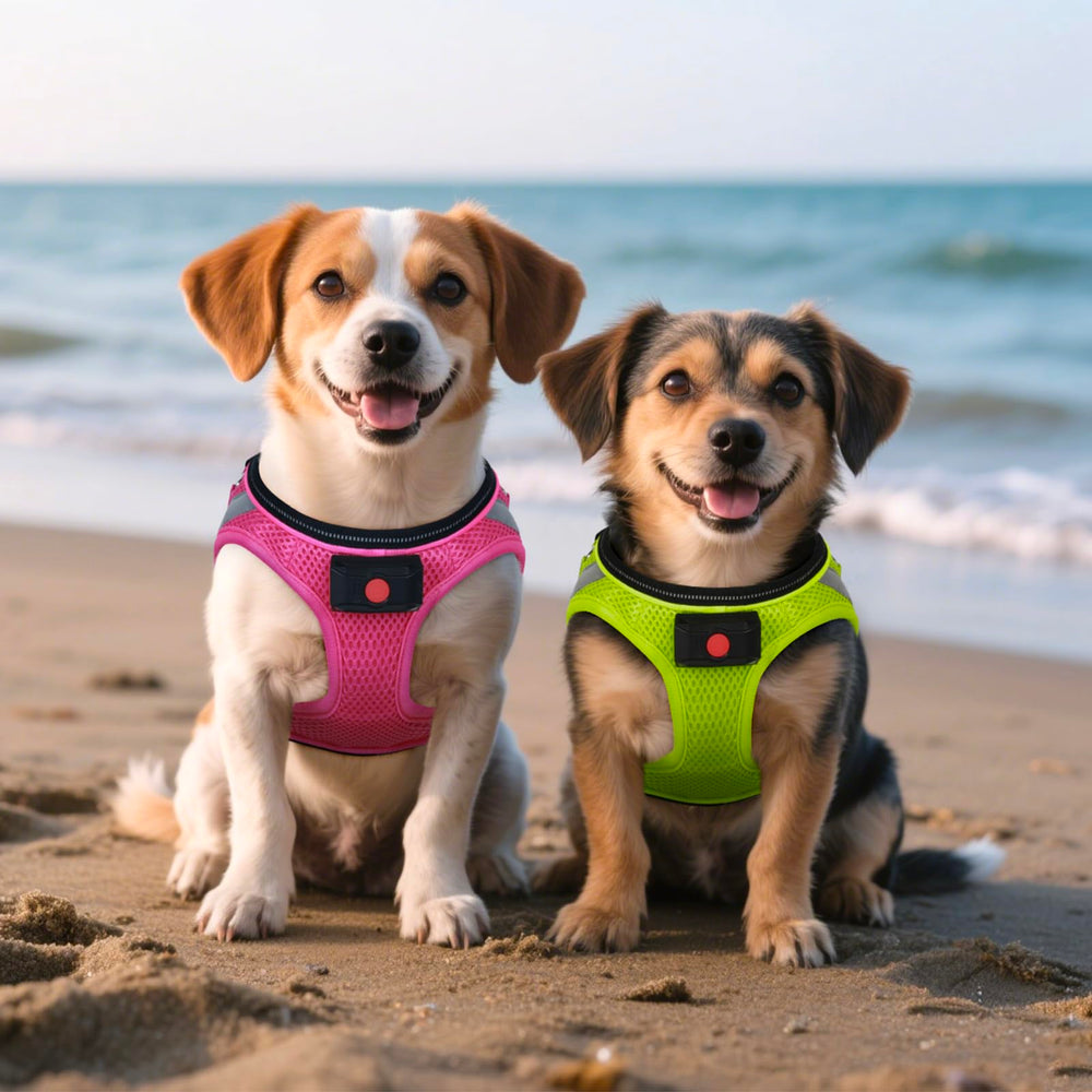 BiPawTi rechargeable battery removable for long-night walks.