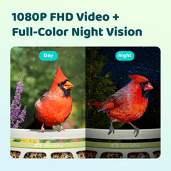 Birdfy 1080p camera with full-color night vision for dusk viewing in your yard.