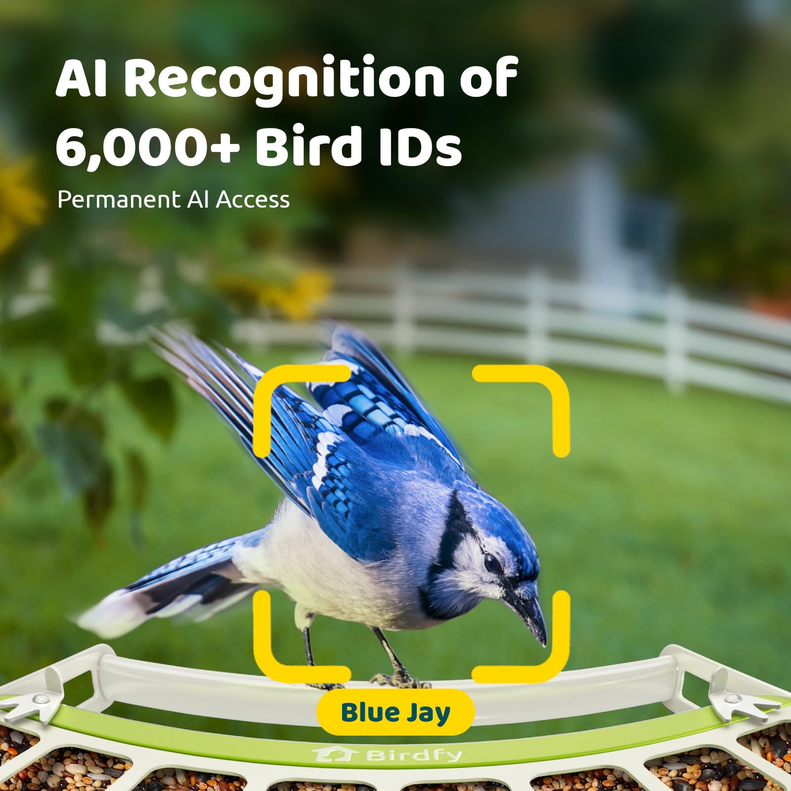 Birdfy AI species identification identifies visiting birds in real time for learning.