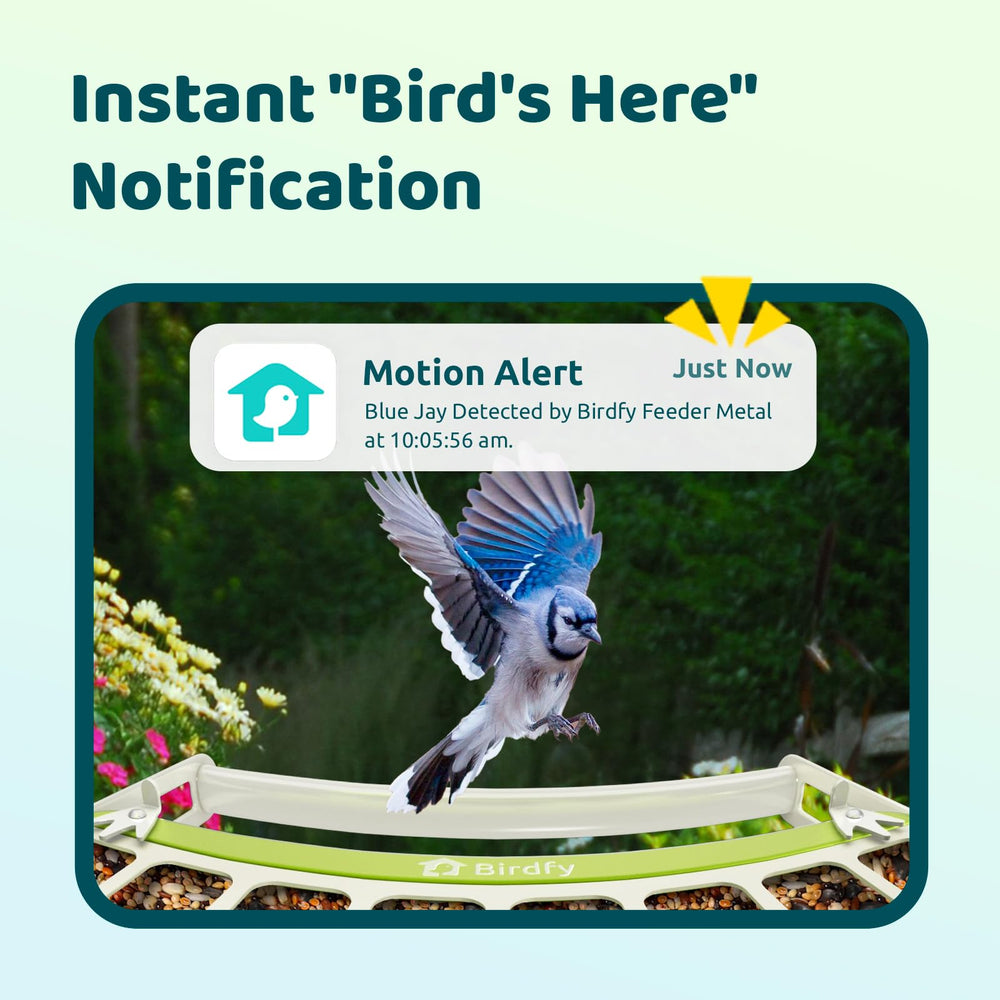 Birdfy stable app connection enables reliable, lag-free livestreams and alerts.