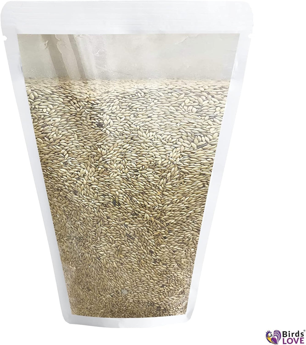 Birds LOVE Alpiste seed closeup highlights double-cleaned, low-dust seeds.