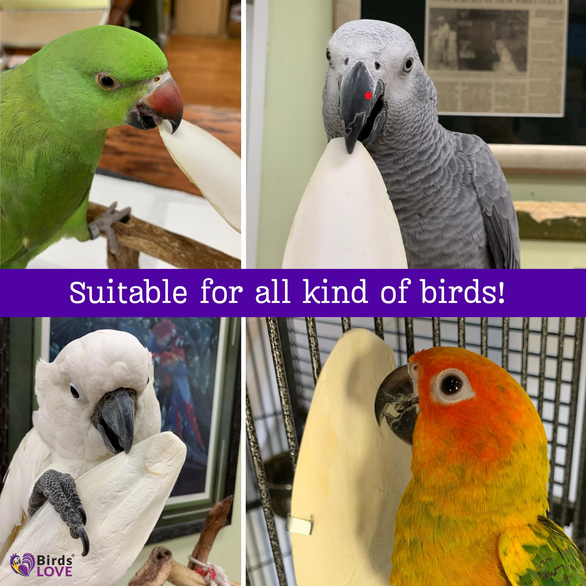 Birds LOVE Cuttlebone in aquariums, tortoise, and snail habitats; natural calcium for diverse pets.