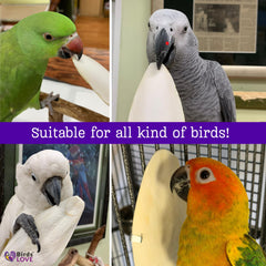 Birds LOVE Cuttlebone in aquariums, tortoise, and snail habitats; natural calcium for diverse pets.