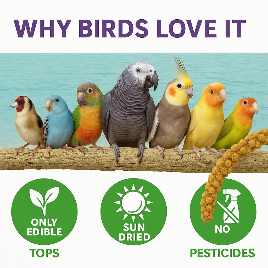Birds LOVE spray millet storage tips for keeping freshness in a cool place.