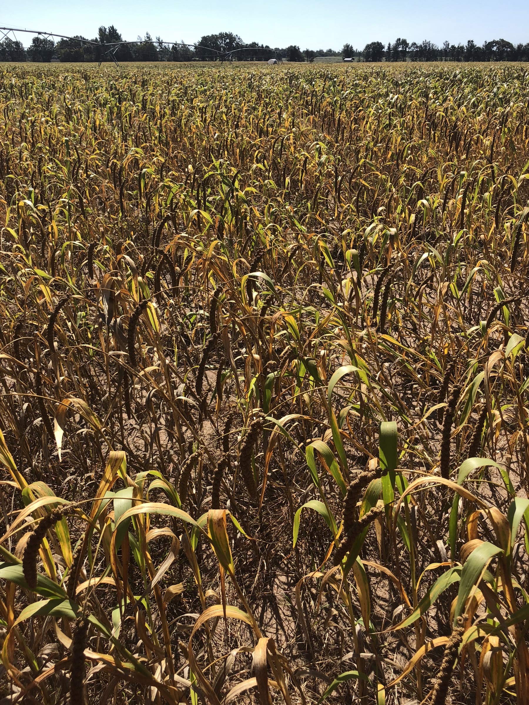Birds LOVE Economy spray millet training reward in hand, encouraging gentle feeding and bonding