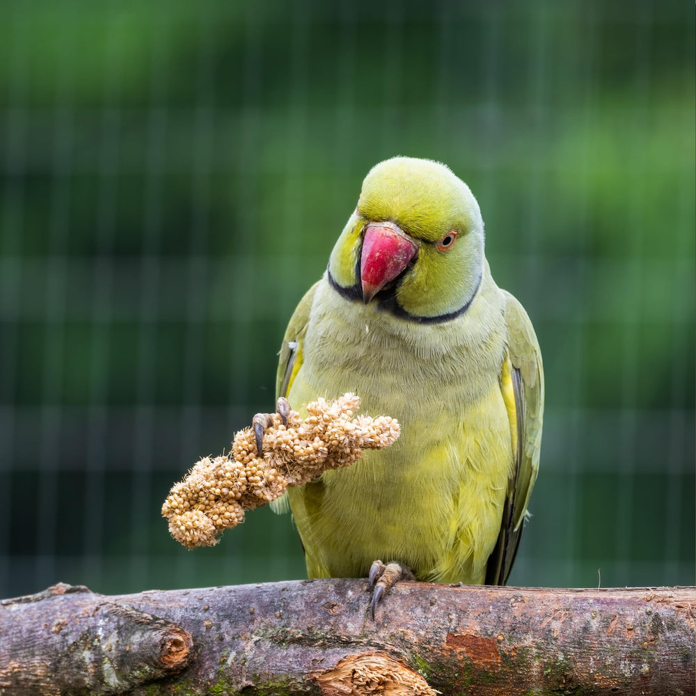 Birds LOVE Millet Tips & Tails: opción para germinar mijo