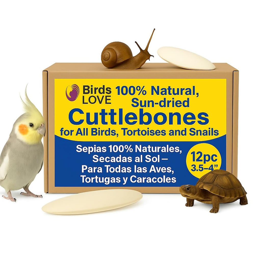 Birds LOVE Natural Cuttlebone front close-up; calcium-rich enrichment for parakeets and birds.