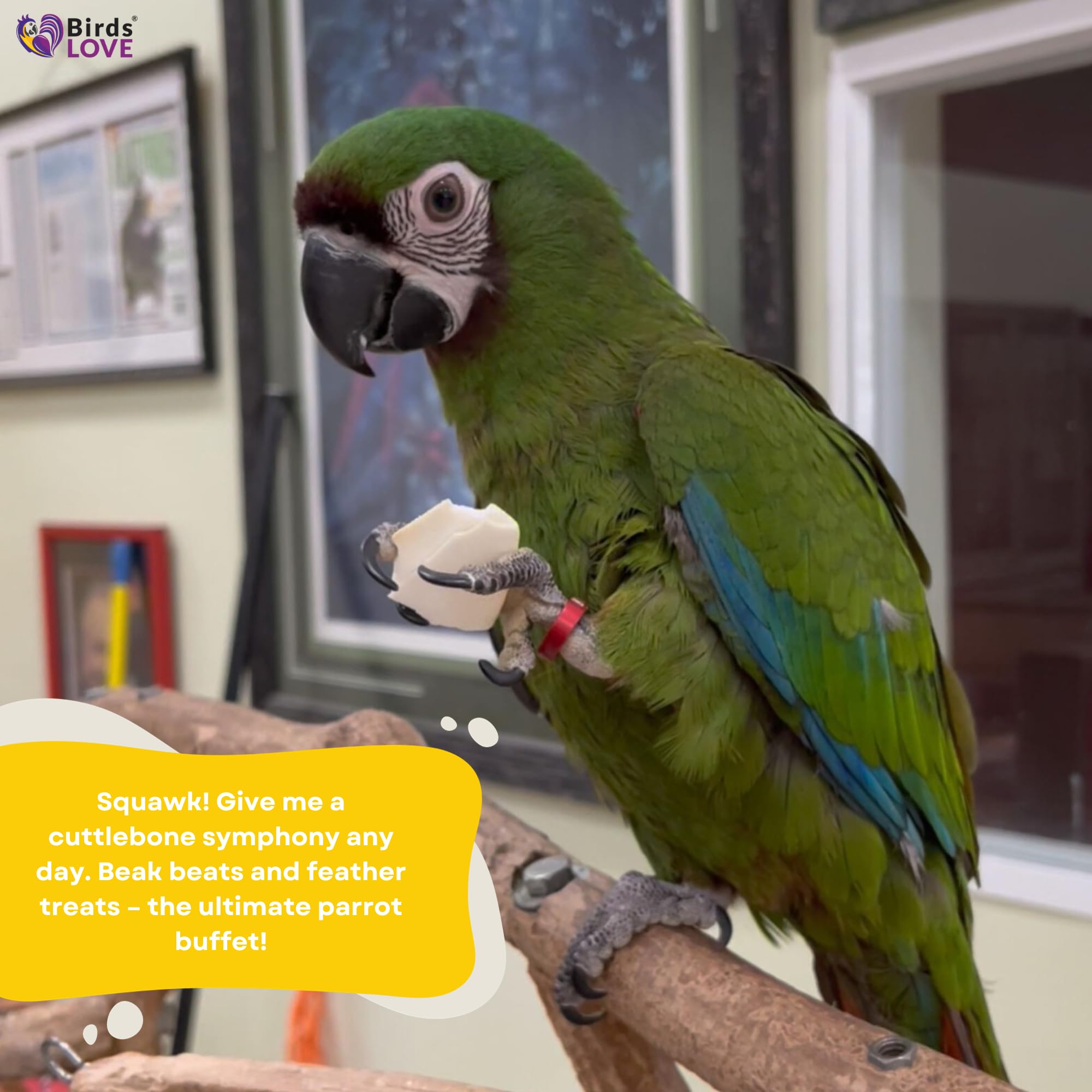 Birds LOVE Natural Cuttlebone six-pack display highlights value and long use