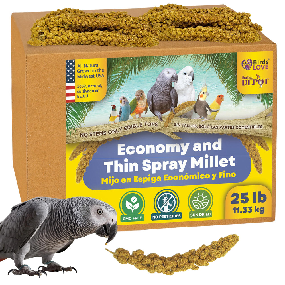 Birds LOVE spray millet in a 25lb box for bulk bird treats.