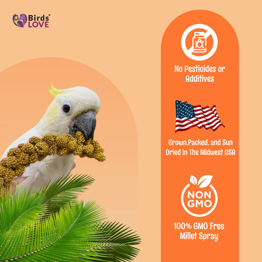 Birds LOVE spray millet bird-eating captures a cockatiel enjoying millet.