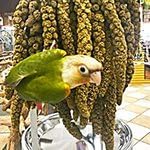 Birds LOVE spray millet darker-harvest reveals natural color variation.