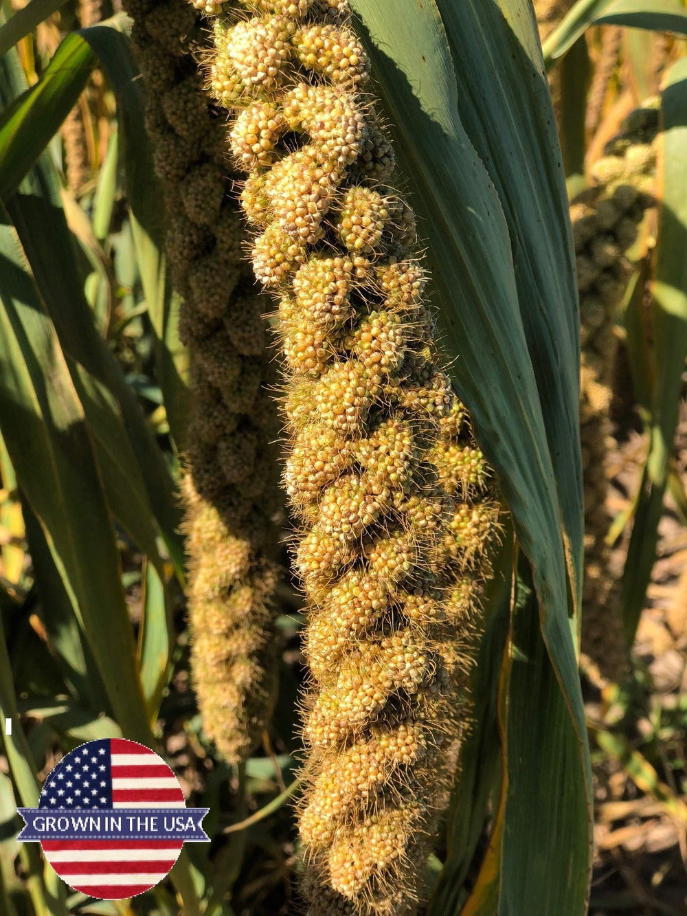 Birds LOVE spray millet non-gmo indicates GMO-free snack.