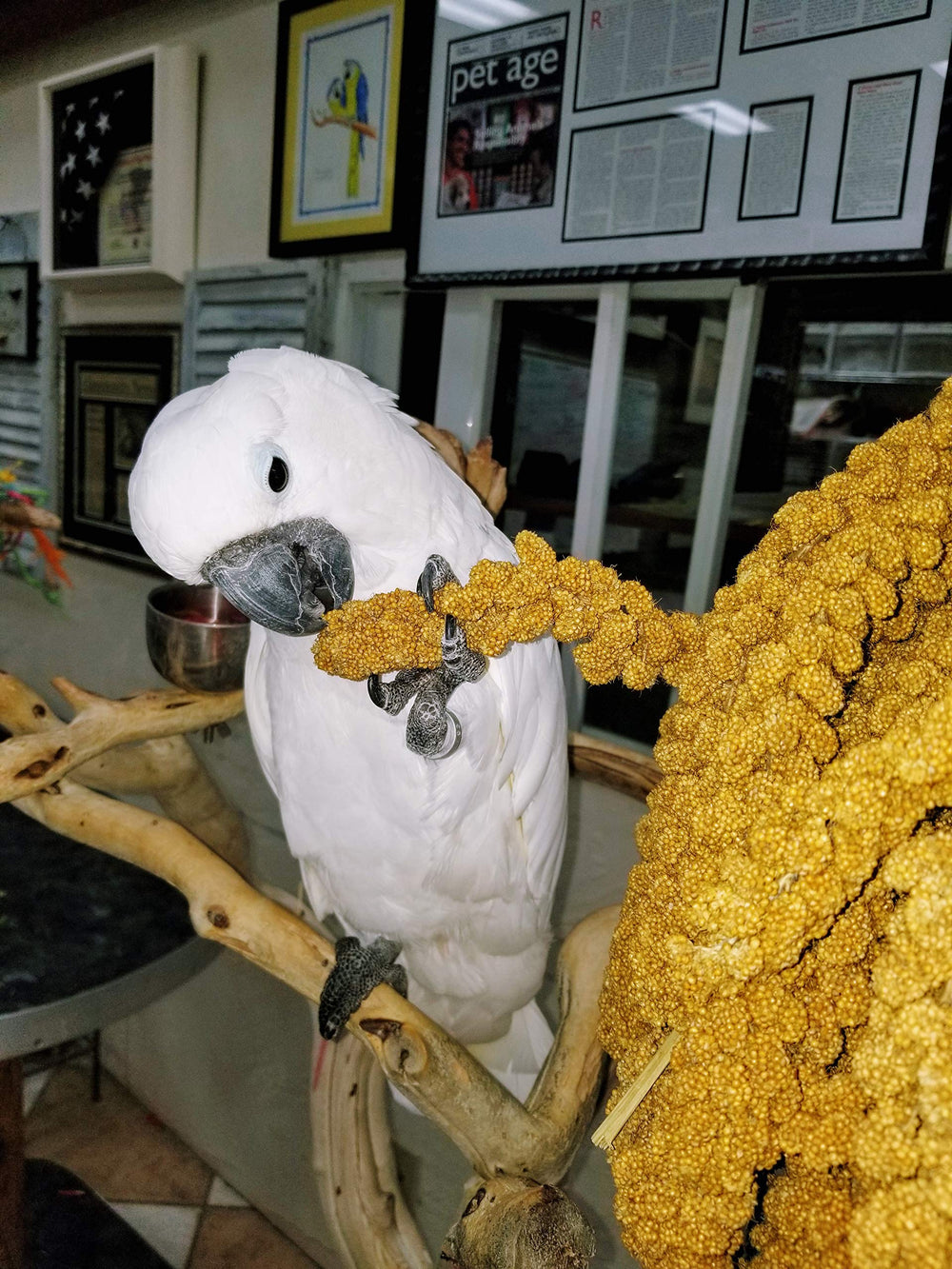 Birds LOVE spray millet storage easy shows cool, bug-free storage for freshness.