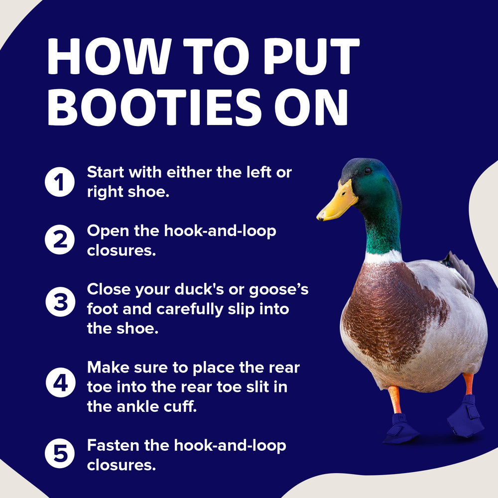 Birdy Bootie four-sizes chart shows fit options.