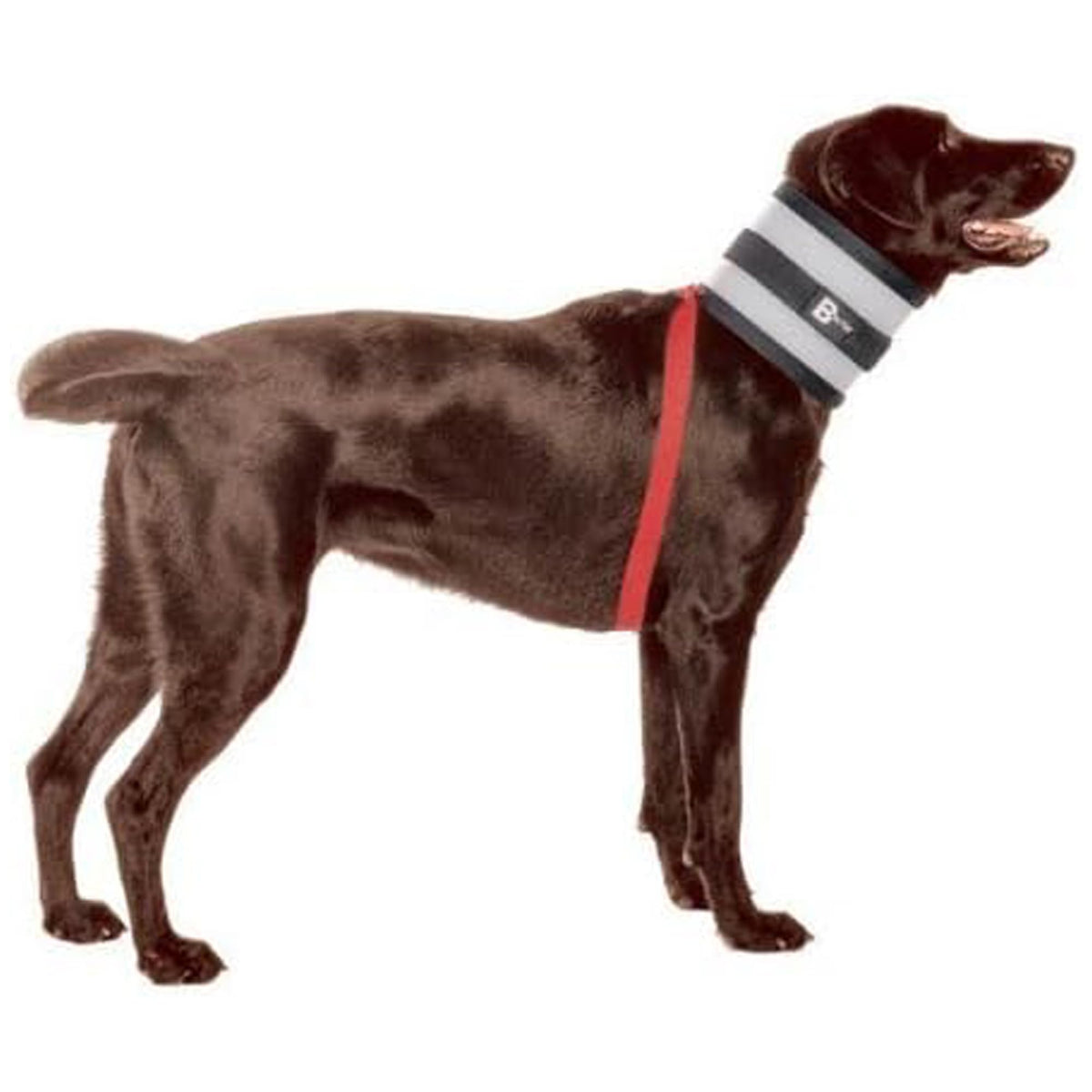 BiteNot collar on-dog offers unobstructed vision and protected areas.
