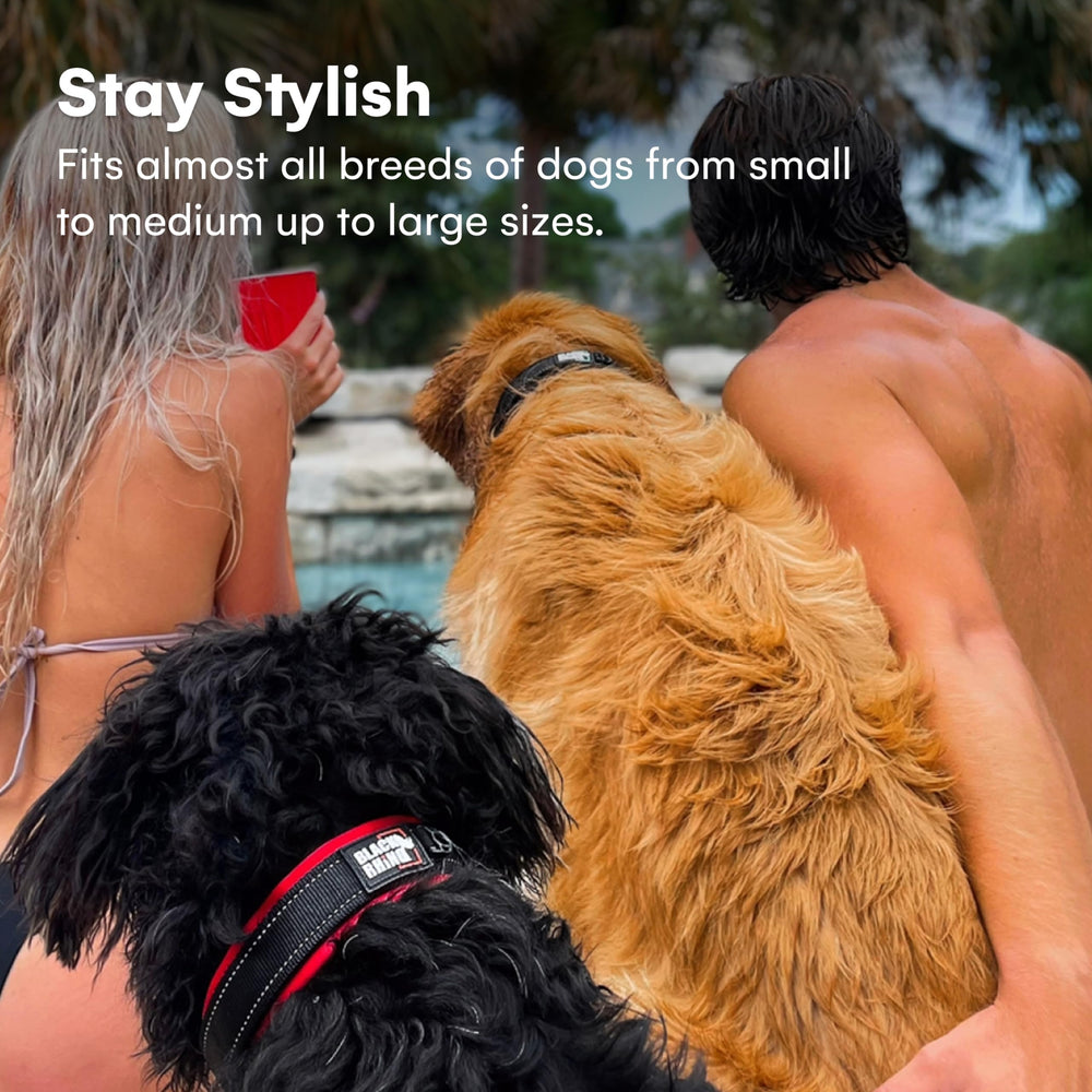 Black Rhino Comfort Collar heavy-duty hardware highlights durable, long-lasting construction for active dogs.