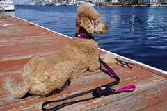 Black Rhino collar with reflective stitching for visibility during dawn or dusk walks