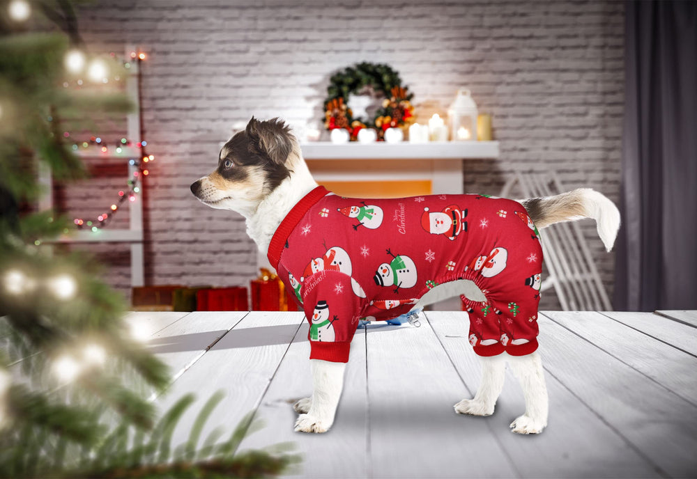 Blaoicni dog Christmas pajamas on dog during a family photo session.