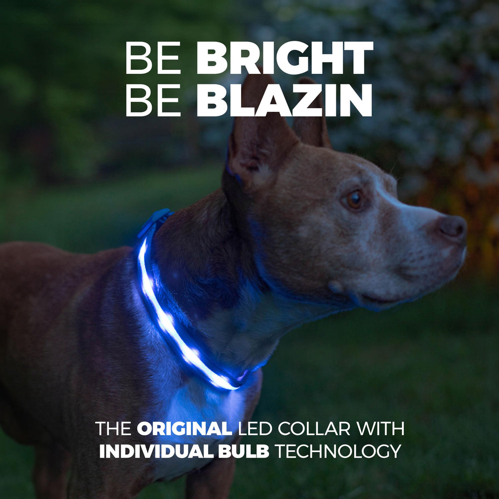 Blazin LED dog collar offers 1,000 feet of visibility for safer outdoor adventures.