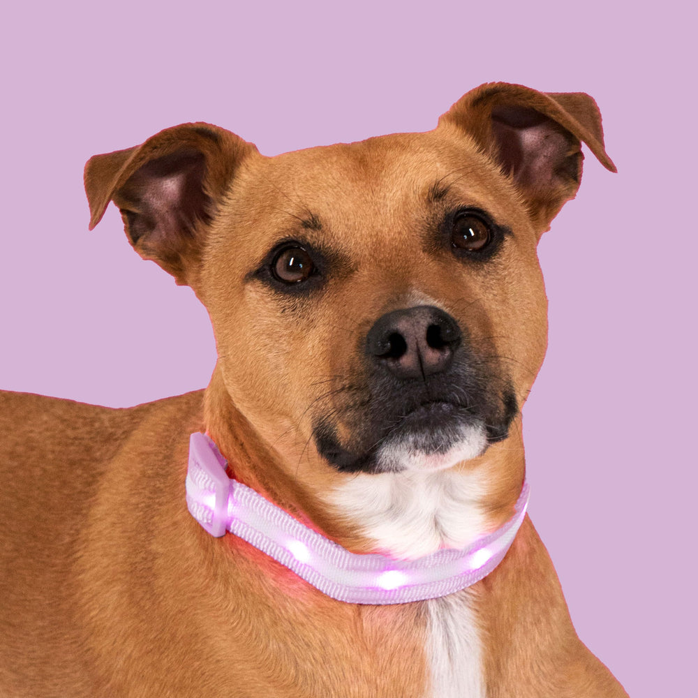 Blazin Light Up Dog Collar color options display ten colors for personalized visibility