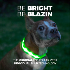Blazin Light Up Dog Collar on a dog during a night walk for high visibility.