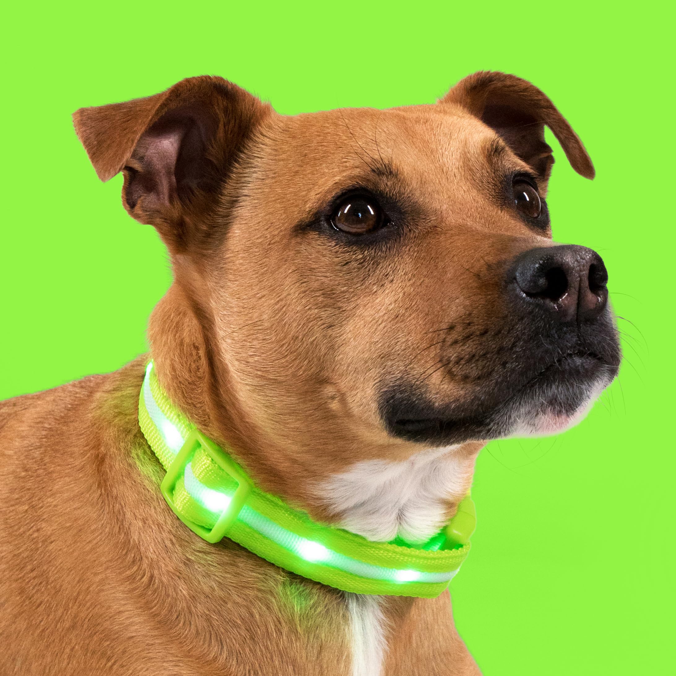 Blazin Light Up Dog Collar ready to ship with safety features.