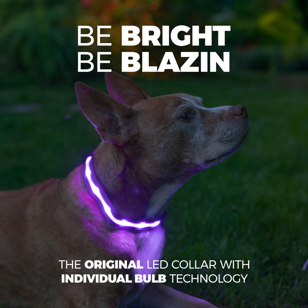 Blazin Light Up Dog Collar side view highlighting size adjustability and rugged nylon