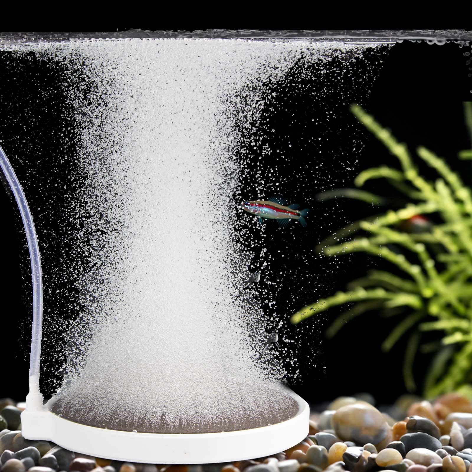 BLOTFISH 6-inch air stone diffuser delivering nano bubbles for oxygenation.