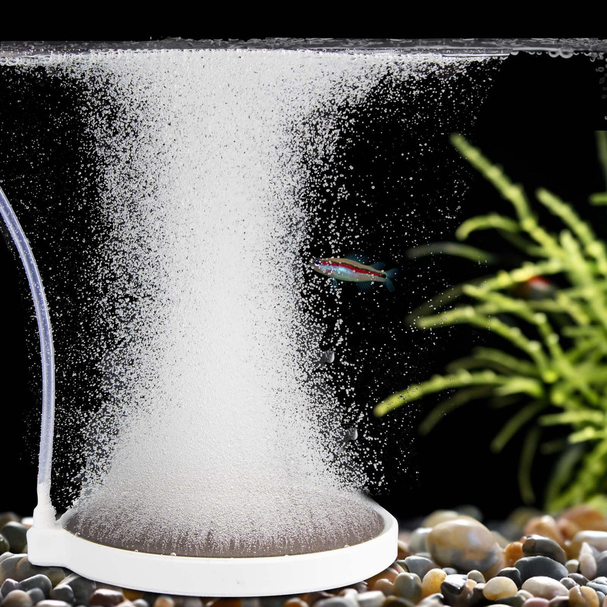 BLOTFISH 6-inch air stone diffuser delivering nano bubbles for oxygenation.