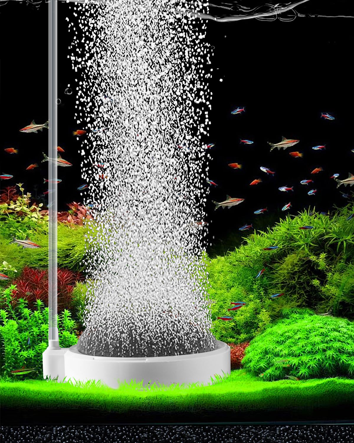 BLOTFISH air stone 3.2-inch dense-bubbles close-up for even oxygen distribution.