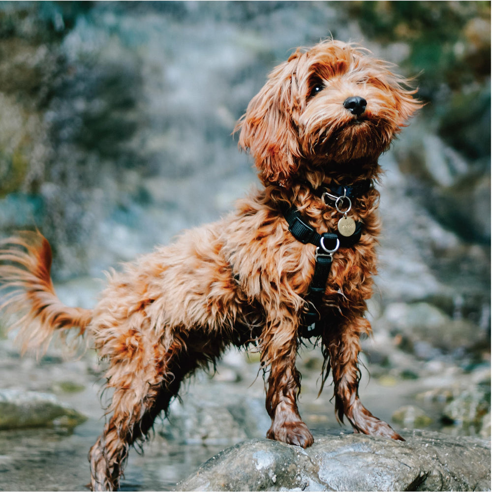 Blue-9 Buckle-Neck Balance Harness leash attachment back supports versatile control during walks.