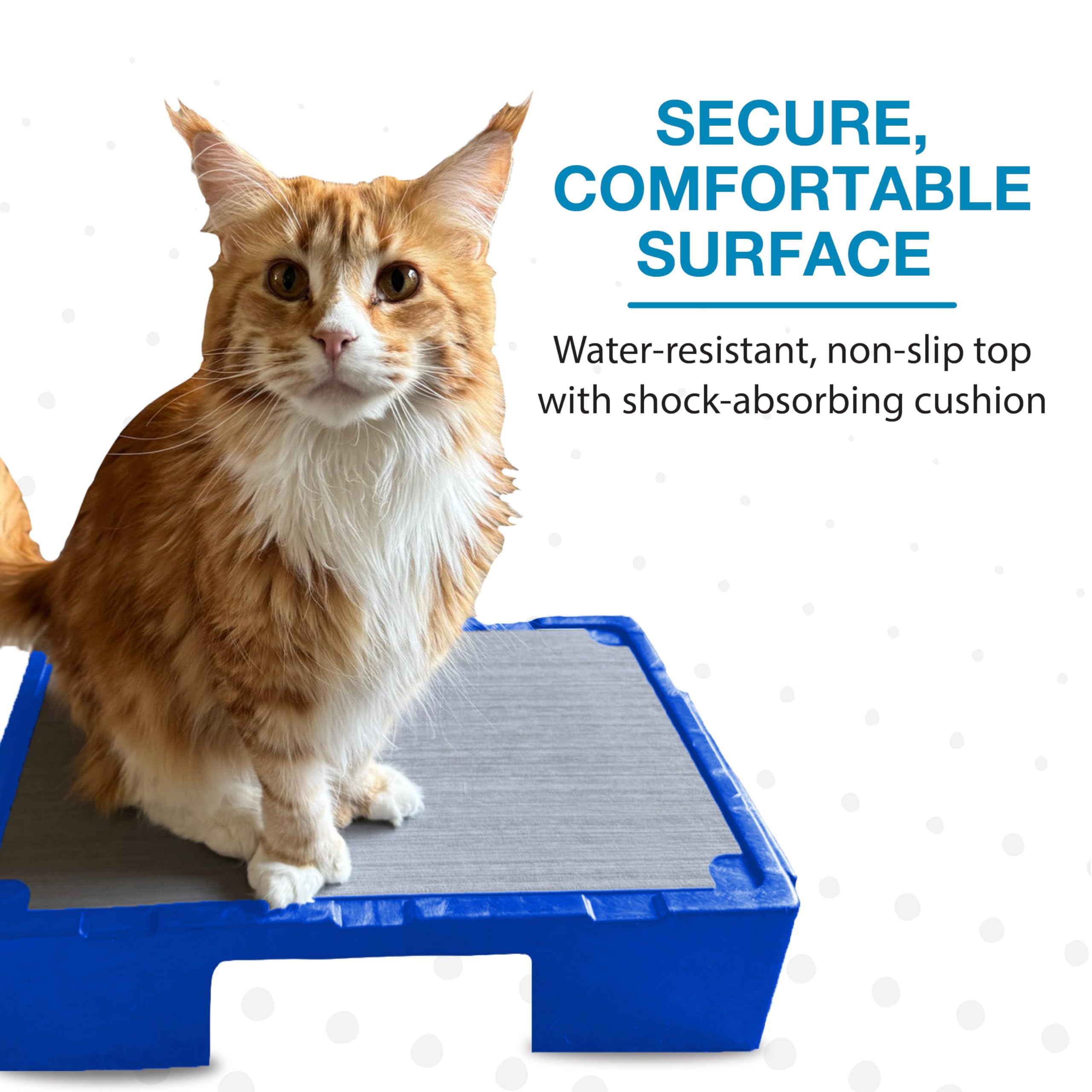 Blue-9 KLIMB Jr. safe space design helping dog focus on cues